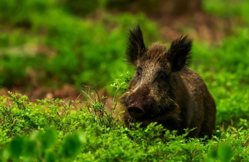 Wild kijken op de Dellen